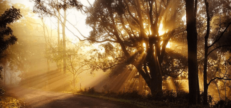 bellingen weather, dorrigo weather, dorrigo national park, bellingen b&b, bellingen markets, bellingen farmstay,