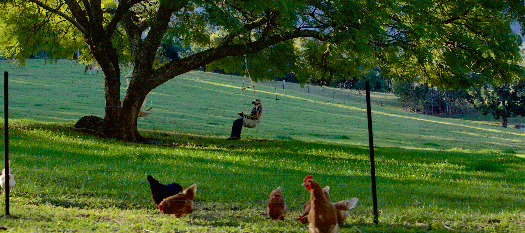 bellingen weather, bellingen markets, bellingen b&b, bellingen farmstay, dorrigo national park, dorrigo weather, urunga, bellingen farmstay activities, nsw holidays, rustic cabin holiday accommodation