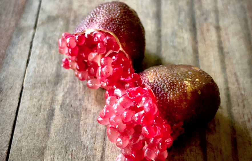 finger limes, rainforest pearl finger lime, organic farmer, moo river farm,